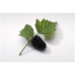 blackberry